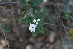 Lantana indica